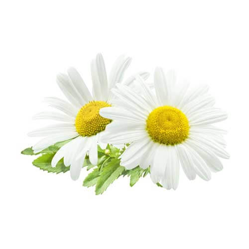 Chamomile Extract