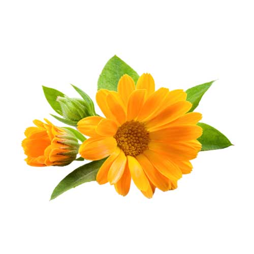 Calendula Oil