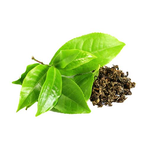 Green Tea Extract