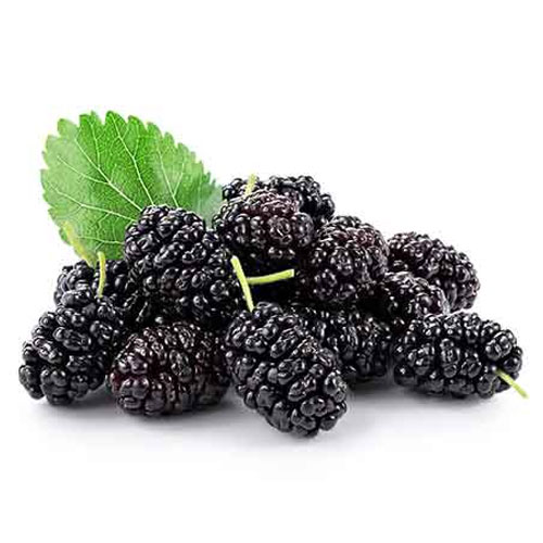 Mulberry Extract Ingredient