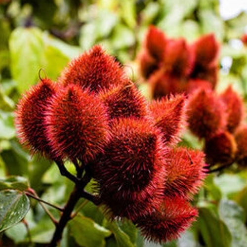 Annatto Ingredient