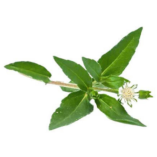 Bhringraj Ingredient