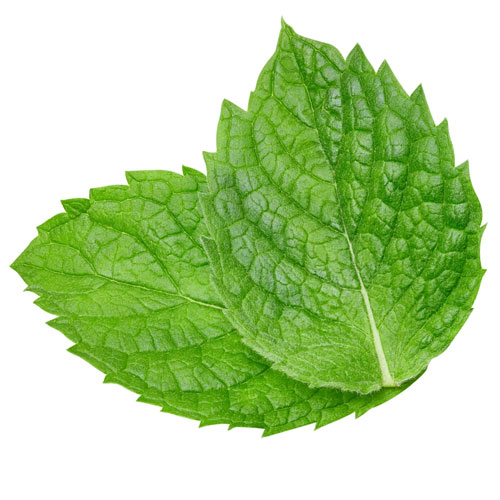 natural mint extract Ingredient