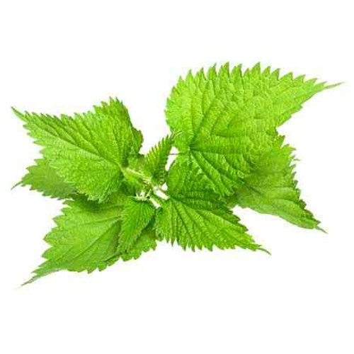 Nettle Ingredient