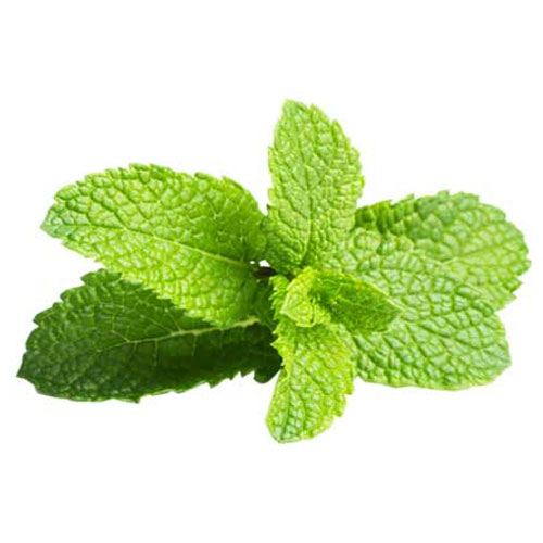 peppermint Ingredient