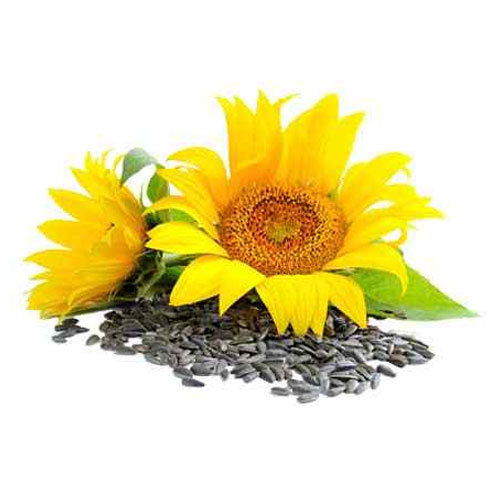 Sunflower Seed Oil Ingredient