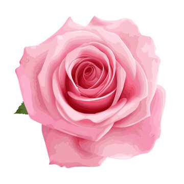 rose skin care manufacturer