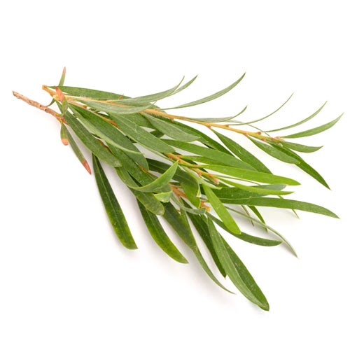 tea tree ingredients