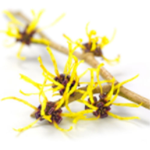 Witch Hazel ingredient